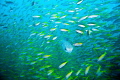   Similan Island. saw this puffer swimming through school fish. Island fish  